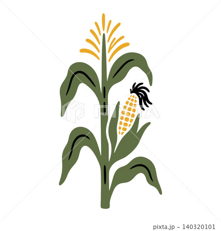 Corn plant vector illustration in flat modern style for agriculture and nature designs Corn plant vector illustration in flat modern style for agriculture and nature designs 140320101