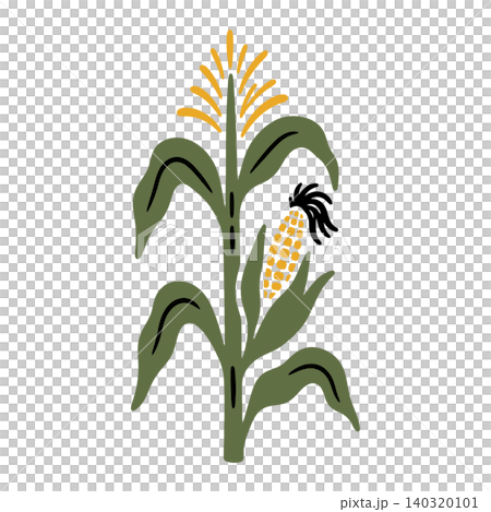 Corn plant vector illustration in flat modern style for agriculture and nature designs Corn plant vector illustration in flat modern style for agriculture and nature designs 140320101