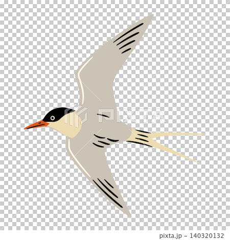 Flying Tern Bird in Flat Vector Style for Wildlife Illustration and Educational Materials Flying Tern Bird in Flat Vector Style for Wildlife Illustration and Educational Materials 140320132