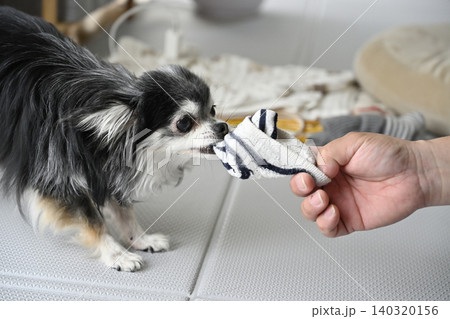 大好きな飼い主の男性の脱ぎたての靴下で遊ぶ愛犬 チワワ 大好きな飼い主の男性の脱ぎたての靴下で遊ぶ愛犬 チワワ 140320156