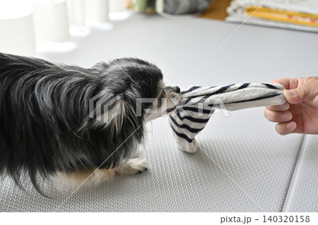 大好きな飼い主の男性の脱ぎたての靴下で遊ぶ愛犬 チワワ 大好きな飼い主の男性の脱ぎたての靴下で遊ぶ愛犬 チワワ 140320158