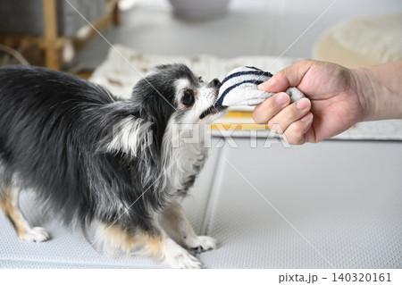 大好きな飼い主の男性の脱ぎたての靴下で遊ぶ愛犬　チワワ 140320161
