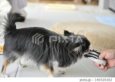大好きな飼い主の男性の脱ぎたての靴下で遊ぶ愛犬　チワワ 140320162