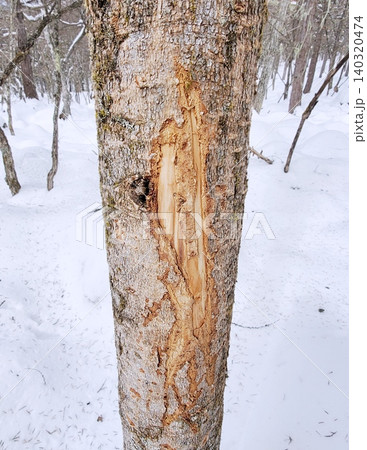 ニホンジカが角研ぎ後に樹皮を食べた木 ニホンジカが角研ぎ後に樹皮を食べた木 140320474
