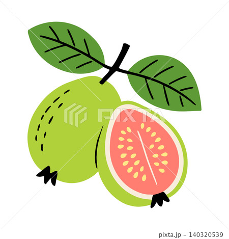 Guava fruit vector illustration with green leaves and pink interior for food packaging and branding Guava fruit vector illustration with green leaves and pink interior for food packaging and branding 140320539