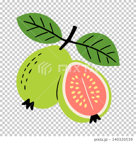 Guava fruit vector illustration with green leaves and pink interior for food packaging and branding Guava fruit vector illustration with green leaves and pink interior for food packaging and branding 140320539