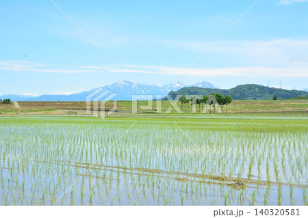 田植えされた田んぼのハサ木・残雪の越後三山山並み 140320581