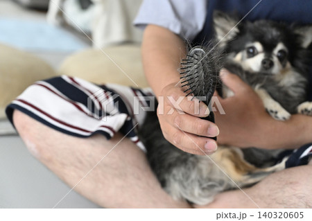 高齢犬のブラッシングをする男性 チワワ 高齢犬のブラッシングをする男性 チワワ 140320605
