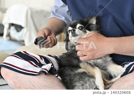 高齢犬のブラッシングをする男性　チワワ 140320608