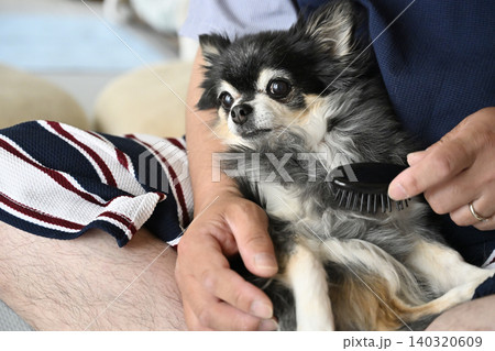 高齢犬のブラッシングをする男性 チワワ 高齢犬のブラッシングをする男性 チワワ 140320609