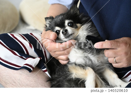 高齢犬のブラッシングをする男性 チワワ 高齢犬のブラッシングをする男性 チワワ 140320610