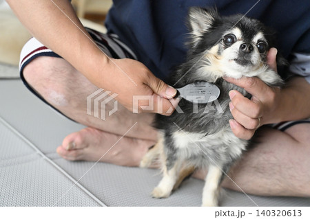 高齢犬のブラッシングをする男性 チワワ 高齢犬のブラッシングをする男性 チワワ 140320613