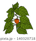 Physalis plant in cartoon style with a black outline. 140320718