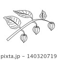 A physalis branch with four flowers in doodle style. 140320719