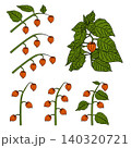 A set of physalis branches in cartoon style.  140320721