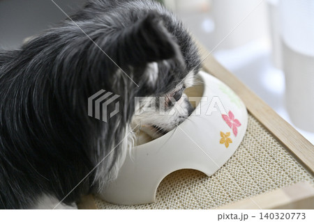 愛犬のごはん　チワワ　ドッグフード　サプリ　 140320773