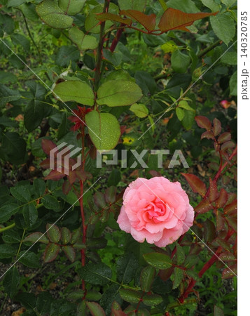 ​小雨に濡れる初夏のバラ園に美しく咲くピンクの薔薇の花 水滴が宿る瑞々しい葉とトゲのある茎の縦位置 140320785
