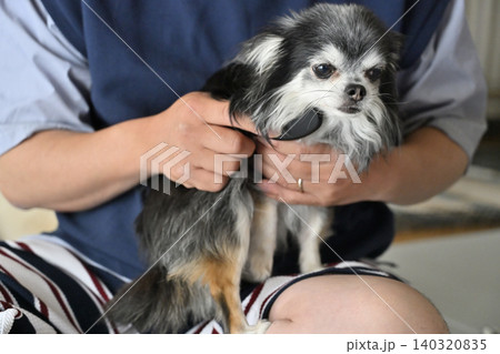 愛犬のブラッシングをする男性 チワワ 愛犬のブラッシングをする男性 チワワ 140320835