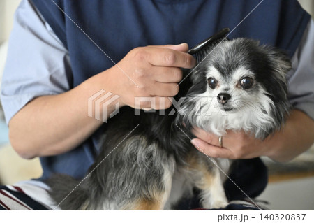 愛犬のブラッシングをする男性 チワワ 愛犬のブラッシングをする男性 チワワ 140320837