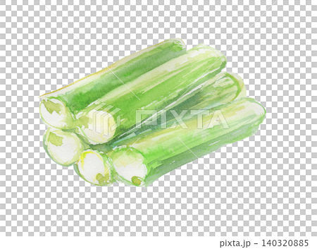 ハスイモの水彩イラスト ハスイモの水彩イラスト 140320885