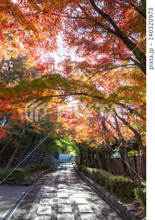 紅葉に包まれた参道、太陽の光が眩しい 紅葉に包まれた参道、太陽の光が眩しい 140320978