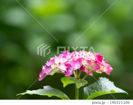 緑背景の美しい濃桃色の紫陽花 140321100