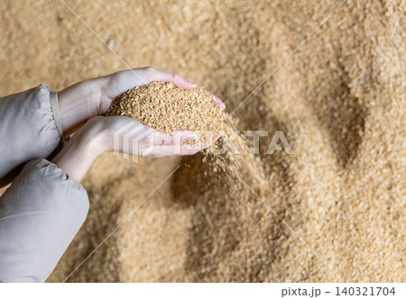 Hands of female farmer holding handful of soy husk Hands of female farmer holding handful of soy husk 140321704