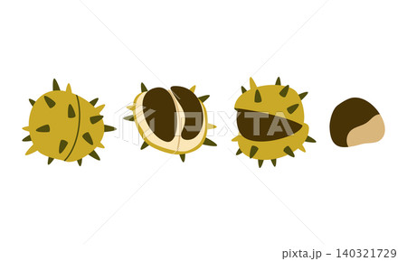 Autumn Chestnut Vector Set Flat Geometric Forest Seed Opening Stages Isolated Autumn Chestnut Vector Set Flat Geometric Forest Seed Opening Stages Isolated 140321729