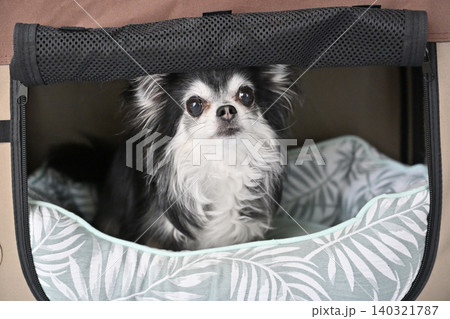 犬用ハウス クールベッドでひんやり チワワ 犬用ハウス クールベッドでひんやり チワワ 140321787