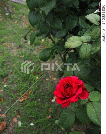 山口県のバラ園に美しく咲く赤い薔薇の花 水滴と広大な背景ボケのコピースペースがある縦位置 山口県のバラ園に美しく咲く赤い薔薇の花 水滴と広大な背景ボケのコピースペースがある縦位置 140321880
