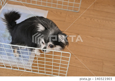 愛犬のトイレ トレーニング ワイヤーネットでトイレを囲っての練習 チワワ 愛犬のトイレ トレーニング ワイヤーネットでトイレを囲っての練習 チワワ 140321903