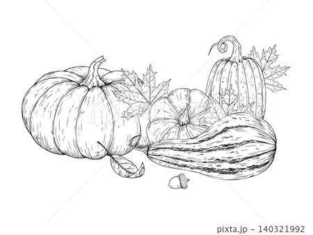 Vector arrangement with pumpkins, graphic hand drawn isolated illustration. Halloween autumn maple, oak leaf, vegetable perfect for harvest and thanksgiving themes. Isolated botanical illustration for 140321992