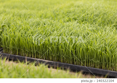 育苗箱に育つ瑞々しい稲の苗のクローズアップ 育苗箱に育つ瑞々しい稲の苗のクローズアップ 140322104