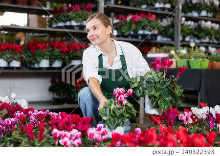 Large supply of cyclamen blossom plants in warehouse flower shop, female employee work with goods 140322393