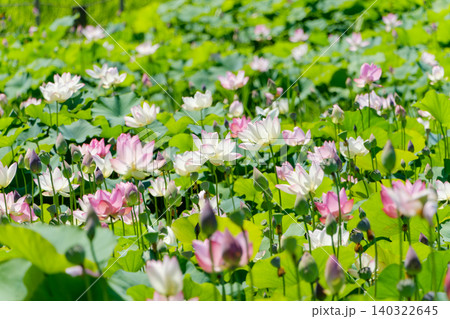 一面に広がる蓮池と咲き誇るハスの花々 一面に広がる蓮池と咲き誇るハスの花々 140322645