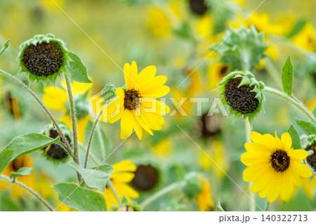 初夏の花畑に咲く小ぶりで可愛いひまわり 初夏の花畑に咲く小ぶりで可愛いひまわり 140322713