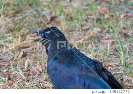 芝生の上で口を開けて鳴くハシブトガラス 芝生の上で口を開けて鳴くハシブトガラス 140322776