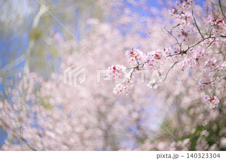 満開の桜(オールドレンズ撮影) 満開の桜(オールドレンズ撮影) 140323304