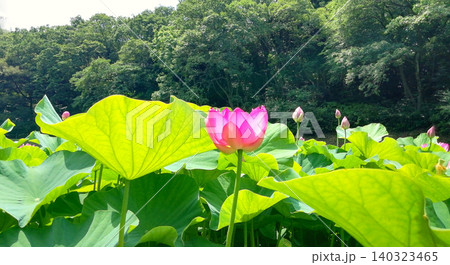初夏の日差しに照らされる蓮池に咲きほこる花々 初夏の日差しに照らされる蓮池に咲きほこる花々 140323465