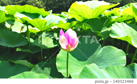 初夏の日差しに照らされる蓮池に咲きほこる花々 初夏の日差しに照らされる蓮池に咲きほこる花々 140323466