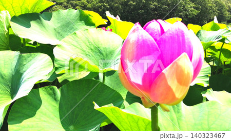 初夏の日差しに照らされる蓮池に咲きほこる花々 初夏の日差しに照らされる蓮池に咲きほこる花々 140323467
