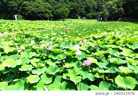 初夏の日差しに照らされる蓮池に咲きほこる花々 初夏の日差しに照らされる蓮池に咲きほこる花々 140323470