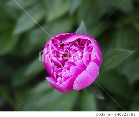 Close up photo of one pink peony flowers in partial bloom with layered petals and vivid coloration. 140323565
