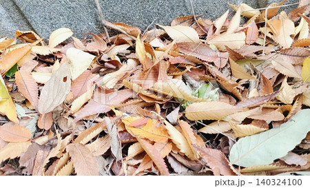 コンクリートの路面を埋め尽くす茶色い落ち葉の背景(秋冬・アップ) コンクリートの路面を埋め尽くす茶色い落ち葉の背景(秋冬・アップ) 140324100