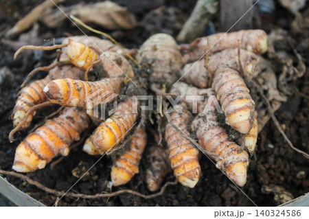 Fresh Turmeric Harvest in Soil Organic Curcuma Roots from Agricultural Farm Fresh Turmeric Harvest in Soil Organic Curcuma Roots from Agricultural Farm 140324586