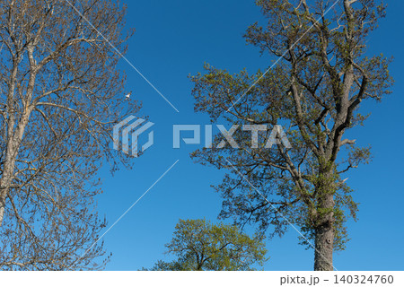 tall deciduous trees against clear blue spring sky tall deciduous trees against clear blue spring sky 140324760