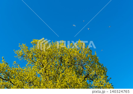 yellow leafy tree against blue spring sky with white birds yellow leafy tree against blue spring sky with white birds 140324765