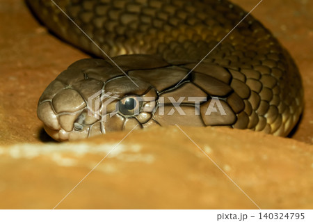 Close up head king cobra snake at thailand 140324795