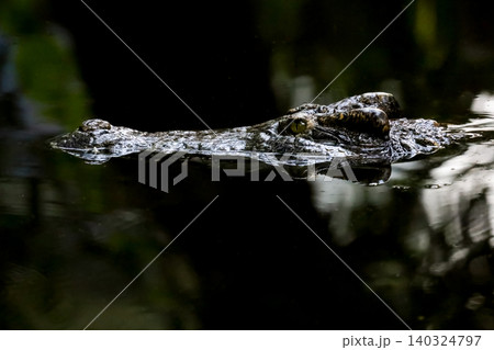 Close up crocodile is show head in river Close up crocodile is show head in river 140324797