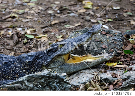 Close up crocodile is show head in nature garden Close up crocodile is show head in nature garden 140324798